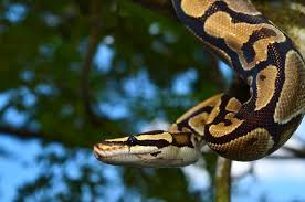 39 ball python facts weird