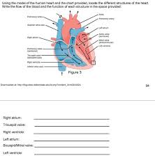 Solved Using The Model Of The Human Heart And The Chart P