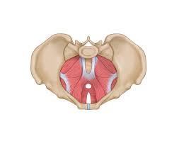 pelvic floor your guide to kegel exercises