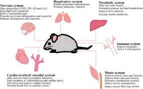 Is x3 bar worth the money? Impacts Of Exercise Interventions On Different Diseases And Organ Functions In Mice Sciencedirect