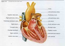 Heart Anatomy Labeling Quiz Best Of External Anatomy Of Heart Heart