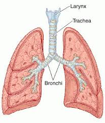 Image result for trachea