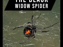 She will only eat her mate when she mistakes him for a meal! The Black Widow Spider A Brief Analysis Owlcation