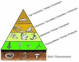 Ecological Pyramid Definition Types And Examples