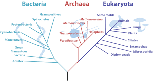 archaea general microbiology