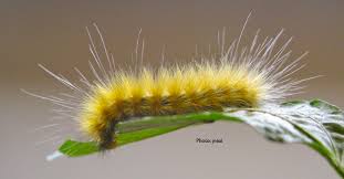 Image result for caterpillar has 248 muscles