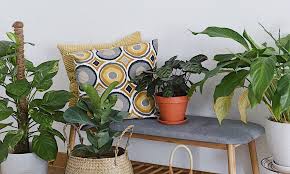 decorate your home with indoor plants