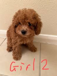 toy poodle in los angeles 73