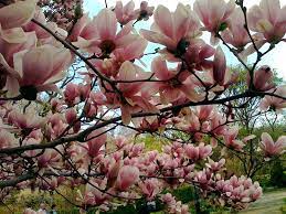 L albero fiore di borta sboccia in piazzale chiavris messaggero. Alberi Da Fiore Da Giardino Piante Da Giardino Alberi Con Fiore Per Il Giardino