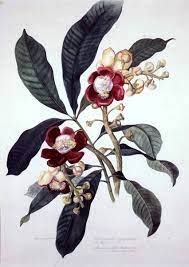 margaret mee brazilian botanical art