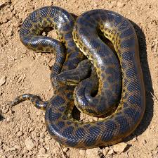 File:Yellow Anaconda (Eunectes notaeus) (48292404206).jpg - Wikimedia Commons