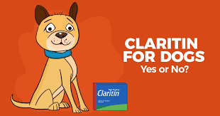 Claritin For Dogs Yes Or No Simple Wag
