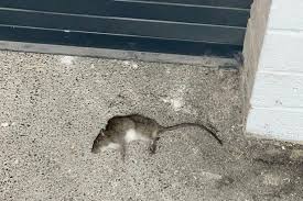 Rats In Woman S Basement Chew Through