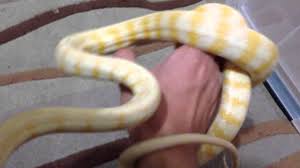 albino darwin carpet python you