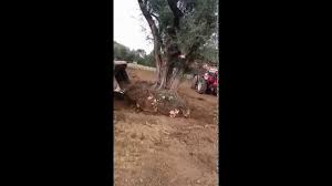 These trees have a triangular shape to they tend to sprout at an upwards angle, moving slightly away from the tree's base. Moving Olive Trees Youtube