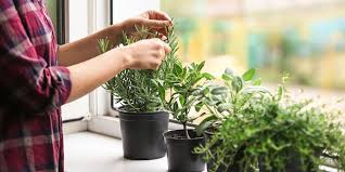 Indoor Herb Garden Plant Perfect