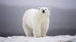 polar bear kills two people in alaska