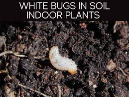 Little White Things In Plant Soil 8