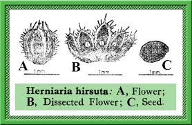 Herniaria hirsuta in Flora of Pakistan @ efloras.org