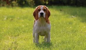 Znalezione obrazy dla zapytania beagle