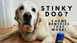 stinky dog 5 home remes that work