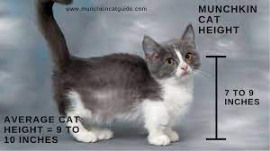 munchkin cat a ers and owners