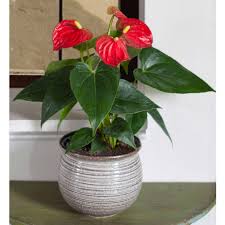 anthurium red in earthenware pot