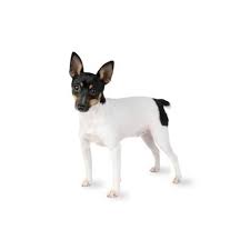 toy fox terrier puppies pittsburgh
