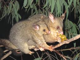 How To Control Possums In Melbourne