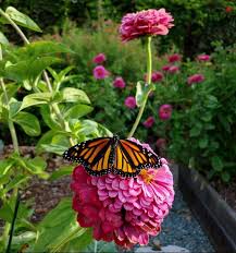 top 23 plants for pollinators attract