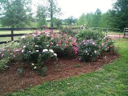 summer leaf drop on your roses