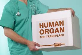 Image result for images of human organ for transplant