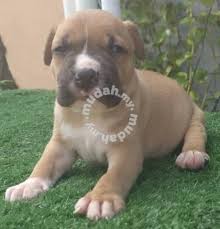 This breed is similar to the american staffordshire terrier, some registries will register. Pitbull Male Puppy Father Thai Breed Pets For Sale In Ipoh Perak Mudah My