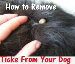 embedded tick from your dog