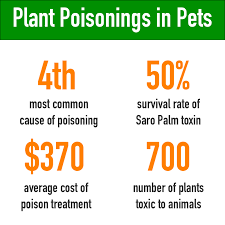 Poisonous Plants To Cats And Dogs