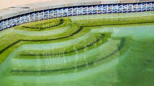 how to get rid of algae in a pool