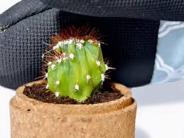 Why do the cut ends need to callus over? How To Mend A Cactus Ifixit Repair Guide