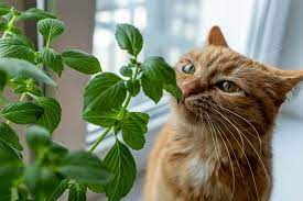 is basil toxic to cats our