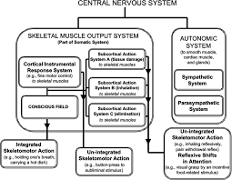 nervous system and the cirscribed