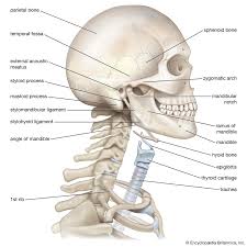 Some important structures contained in or passing through the neck include the seven cervical vertebrae and enclosed spinal cord, the jugular veins and carotid arteries, part of the esophagus, the larynx. Neck Anatomy Britannica