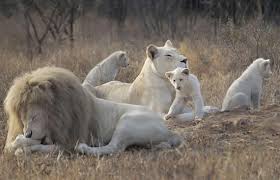 white lion information about white