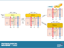 Pathophysiology Of Human Airway Mucus