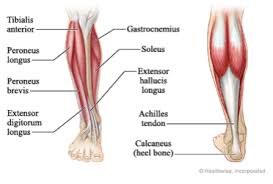 In addition, there are some other minor anatomical differences. Benefit Pt S Anatomy Series The Ankle