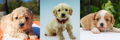 They seldom meet a stranger and love being with people. Cavoodles Designer Dog Info