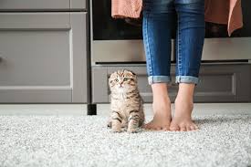 carpet flooring for pet owners