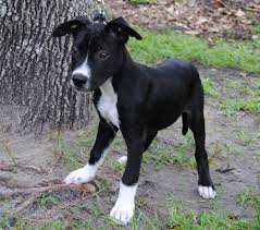 Use petfinder to find adoptable pets in your area. Faron The Lab Mix Puppy S Web Page