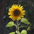 Common sunflower picture