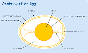 You can use this module to create new images, annotate or retouch existing images, and to generate graphics on the fly for web use. Science Of Eggs Anatomy Of An Egg Exploratorium