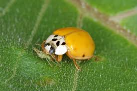 ladybugs in tennessee pests within