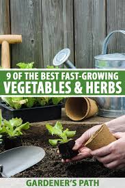 Fast Growing Vegetables And Herbs